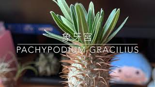 Pachypodium Gracilius  象牙宮 最受歡迎的塊根植物 簡介  多肉植物 Caudex Plants パキポディウム [upl. by Yanat]