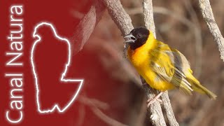 Tejedor cabecinegro Ploceus melanocephalus Blackheaded Weaver 4K [upl. by Tarsus]