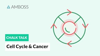 Cell Cycle and Cancer Phases Hallmarks and Development [upl. by Ahseyk]