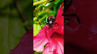 Its bugging 🪲 me😖 shots shorts shortvideo nature flower bug [upl. by Urbana]