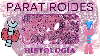 Histología de Paratiroides [upl. by Atikat]