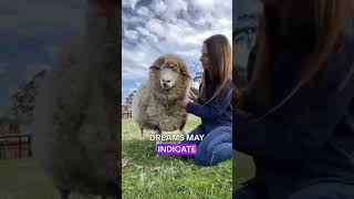 What Your Dream About Sheep REALLY Means Symbolism EXPLAINED [upl. by Eido]