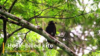 Hook billed kite [upl. by Dukie457]