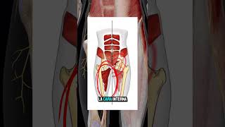 ❗️ALIVIA EL DOLOR DE PUBALGIA❗️ejercicio fisio anatomia pubis aductores abdominales abductor [upl. by Esirahs685]