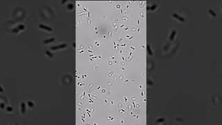 Tumbling motility In Listeria monocytogenes Captured By Jitendra Kumar [upl. by Kenneth]