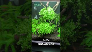 HighTech Desktop Aquarium aquascape freshwateraquarium aquarium plantedtank fishtank fish [upl. by Kushner]