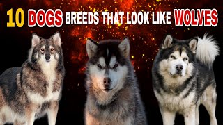 TOP 10 Dogs Breeds That Look Like Wolves [upl. by Wootan]