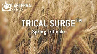 TriCal Surge™  Spring Triticale in Manitoba [upl. by Auqenaj]