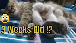 21 Days old cute Persian Kittens  3 Weeks old already [upl. by Elson]