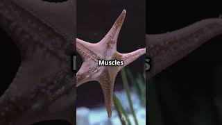 Echinodermata phylum kingdomanimalia kingdom starfish know facts class11th animalia animals [upl. by Seigel607]