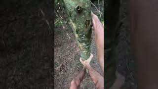 Branchless Climb treeclimbing louisiana nature [upl. by Lleznol]