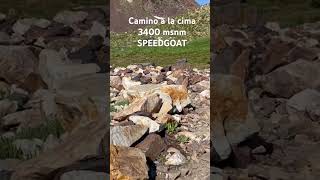 SPEEDGOAT snowbird  Utah 3400 msnm  50 km trail running [upl. by Ultann]