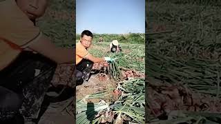 Semangat Pemuda Cerdas Bekerja Keras Di Ladang Bawang shorts [upl. by Eanehs]