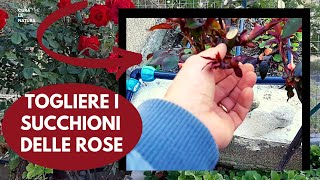 Succhioni delle rose  COME COLTIVARE LE ROSE [upl. by Girhiny]