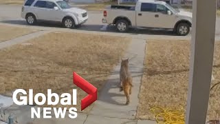 Calgary family devastated after bobcat kills cat on front porch [upl. by Yard241]