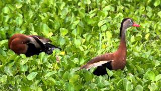 Blackbellied Whistling Ducks [upl. by Nnyladnarb]