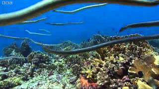 Sea snakes group hunting [upl. by Osbourne61]