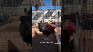 GamefowlGallos Kearney Whitehackle fowl gallosfinos gamefowlbreeders gamefowls gallos [upl. by Iy]