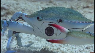 Will Robot Spy Crab Survive The Killer Punch Of A Peacock Mantis Shrimp [upl. by Moise]