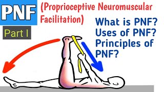 Proprioceptor Neuromuscular Facilitation PNF [upl. by Aratnahs311]