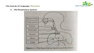 Day 7 Phonetics  Respiratory System Articulatory System Phonatory system explanation  springline [upl. by Brock]