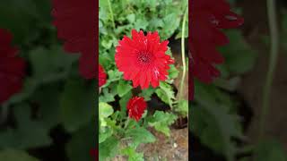 Gerbera jamesonii is a species of flowering plant in the Family Asteraceae [upl. by Ahsenhoj]