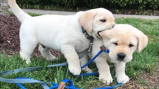 Top FUNNY PUPPIES That Will Make You Laugh Out Loud 😁 Funniest Animal Videos [upl. by Conni]