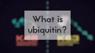 What is ubiquitin [upl. by Akenat327]