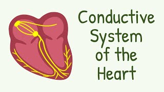 Conductive System of The Heart  AV Node Bundle of His Purkinje Fibers [upl. by Nevetse]