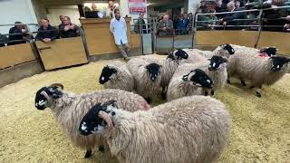 Dalesbred Draft Ewes 2022 [upl. by Ferrel]