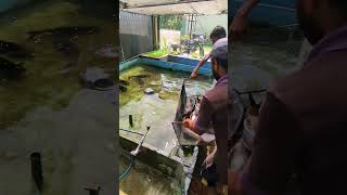 Chamath Aquarium  Malu Sale [upl. by Chantalle]