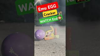 Emu EGG Cracker watch END 🎇🥳 [upl. by Nodnarb909]