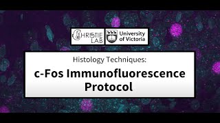 Histology Techniques CFos Immunofluorescence Protocol [upl. by Ziegler]