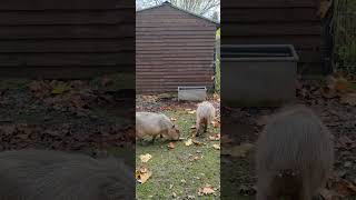 Capybara in Telford [upl. by Aurthur]