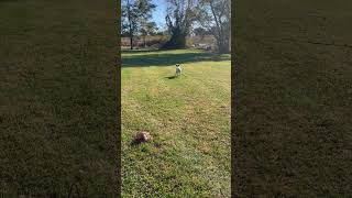 ENGLISH SETTER PUPPIES [upl. by Eissen]