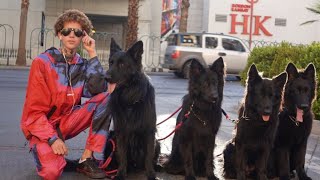 The Dog Daddy Walks 5 Dogs Off Leash [upl. by Wendolyn529]