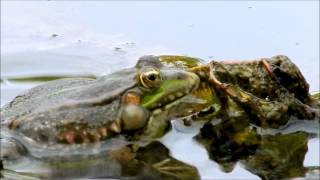 La symphonie des grenouilles N°2wmv [upl. by Teplitz]