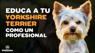 7 CONSEJOS PARA EDUCAR A TU YORKSHIRE TERRIER [upl. by Aires]