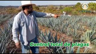 RESULTADOS FOLIAR CERRIL AGAVE EN ARANDAS JALISCO [upl. by Reichert]