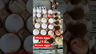 White and Brown eggs layerfarm layers chicken egg layerchicks fyp [upl. by Saxela]