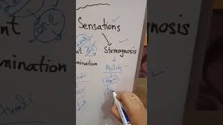 StereognosisWhat is StereognosisExamination Of Cortical Sensations by Zeenad Learning Hub dpt [upl. by Enrev]