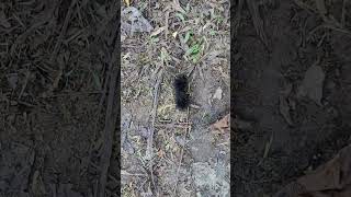 Black Woolly Worm Sign Of Bad Weather [upl. by Auqinahc324]