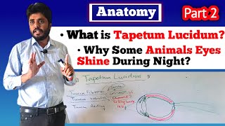 Tapetum Lucidum Dog eye Structure Veterinary AnatomyPart 2 [upl. by Alat]