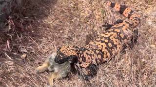 Gila Monster Eating Rabbitm4v [upl. by Pradeep402]