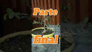 Parte final de el diseño de bonsai bonsai bonsaiaficionado bonsaitree bonsaiparaprincipiantes [upl. by Lunna]