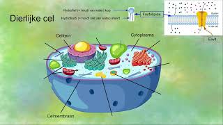 Organellen van een dierlijke cel [upl. by Mosier]