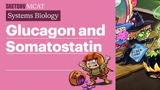 Endocrine System of Pancreas Glucagon and Somatostatin Biology [upl. by Nace]