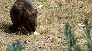 ♡ 🦘Sweet Paddy Bub a visiting young Pademelon visiting our front garden pademelon Pademelonbaby [upl. by Divadleahcim27]