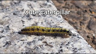 Cute caterpillar Large white Pieris brassicae [upl. by Lerud355]