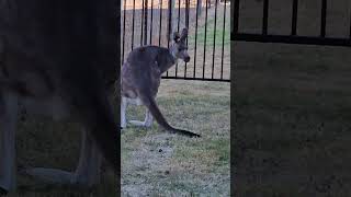 Young kangaroo mother enjoyeverymoment shortfeed australia hallsgap kangaroo vic [upl. by Nace]